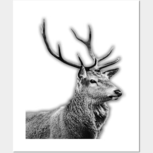 The Highland Stag Posters and Art